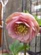 画像5: 加藤農園　dd　クリーミーピンク　花弁多め　 (5)