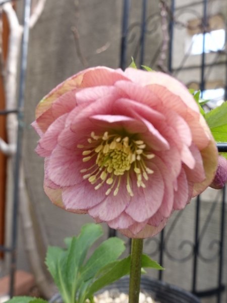 画像1: 加藤農園　dd　クリーミーピンク　花弁多め　 (1)