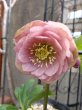 画像6: 加藤農園　dd　クリーミーピンク　花弁多め　 (6)