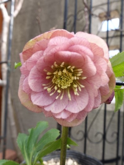 画像1: 加藤農園　dd　クリーミーピンク　花弁多め　