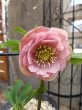 画像10: 加藤農園　dd　クリーミーピンク　花弁多め　 (10)