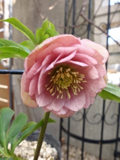 画像2: 加藤農園　dd　クリーミーピンク　花弁多め　