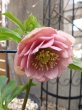 画像12: 加藤農園　dd　クリーミーピンク　花弁多め　 (12)