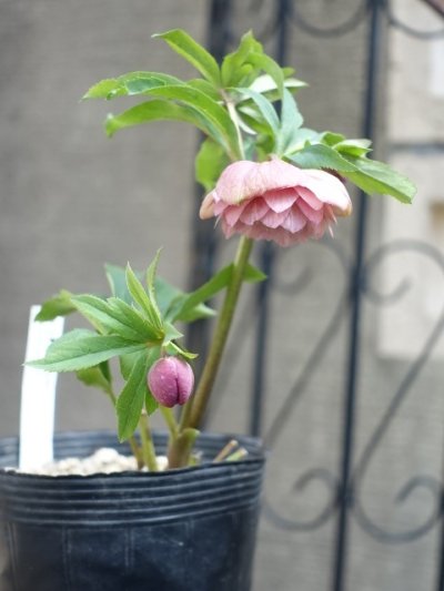 画像3: 加藤農園　dd　クリーミーピンク　花弁多め　