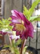画像2: 加藤農園　dd　紅白の宝　交配ラベルなし　多花 (2)