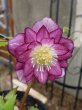 画像10: 加藤農園　dd　紅白の宝　交配ラベルなし　多花 (10)