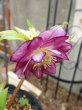 画像12: 加藤農園　dd　紅白の宝　交配ラベルなし　多花 (12)