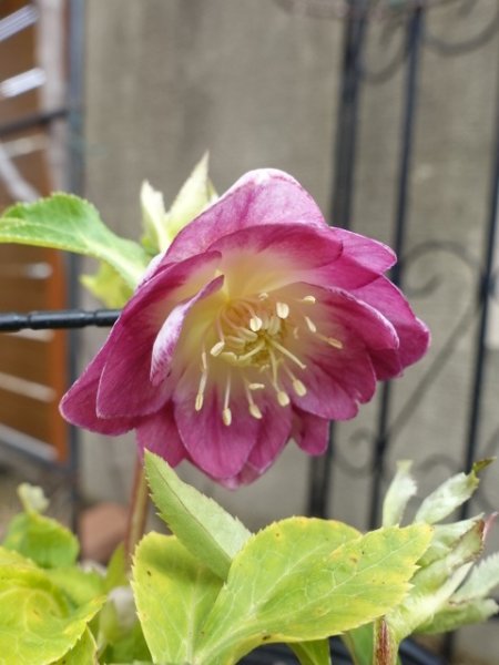 画像11: 加藤農園　dd　紅白の輝き　 (11)
