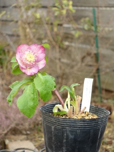 画像3: 加藤農園　sd　ゴールドピンク　グラデーション