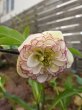 画像10: 【sale!!】　加藤農園　dd　多弁系ホワイト　クシュクシュ咲き　花付き良し (10)
