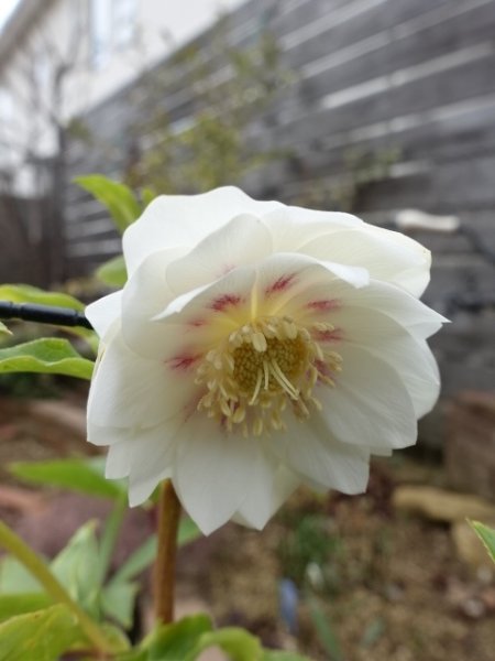 画像9: 【sale!!】　広瀬園芸　dd　ホワイトゴールド　パープルフラッシュ (9)