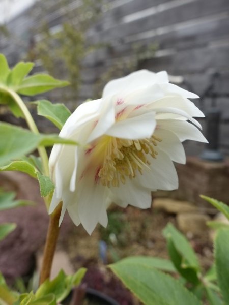 画像11: 【sale!!】　広瀬園芸　dd　ホワイトゴールド　パープルフラッシュ (11)