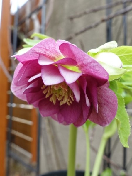 画像2: 【sale!!】高正園　dd　スモーキーピンク　リバーシブル　花付き良し (2)