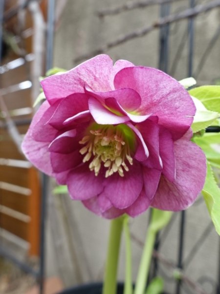 画像3: 【sale!!】高正園　dd　スモーキーピンク　リバーシブル　花付き良し (3)