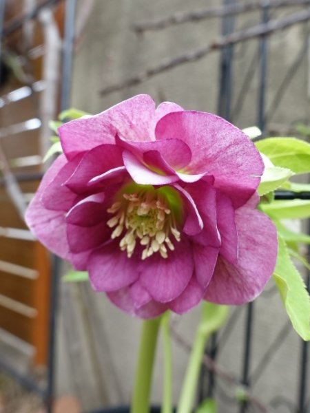 画像4: 【sale!!】高正園　dd　スモーキーピンク　リバーシブル　花付き良し (4)