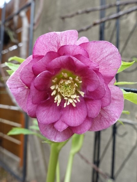 画像6: 【sale!!】高正園　dd　スモーキーピンク　リバーシブル　花付き良し (6)