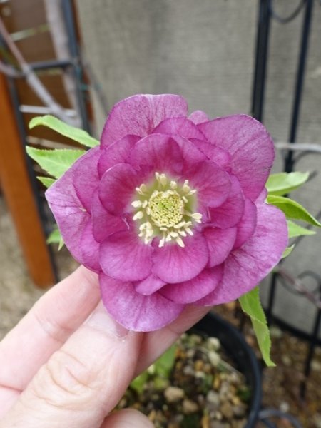 画像7: 【sale!!】高正園　dd　スモーキーピンク　リバーシブル　花付き良し (7)