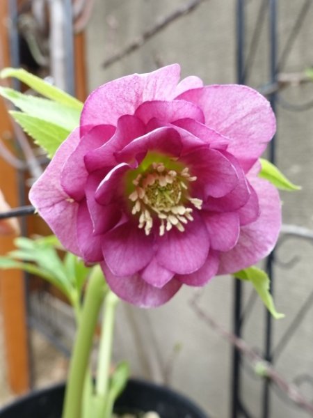 画像9: 【sale!!】高正園　dd　スモーキーピンク　リバーシブル　花付き良し (9)