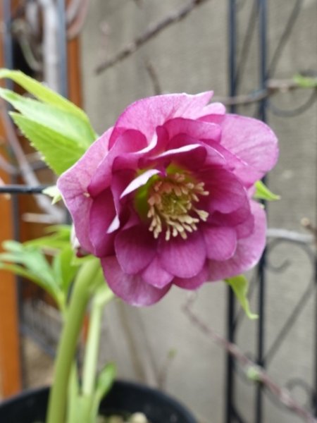 画像10: 【sale!!】高正園　dd　スモーキーピンク　リバーシブル　花付き良し (10)