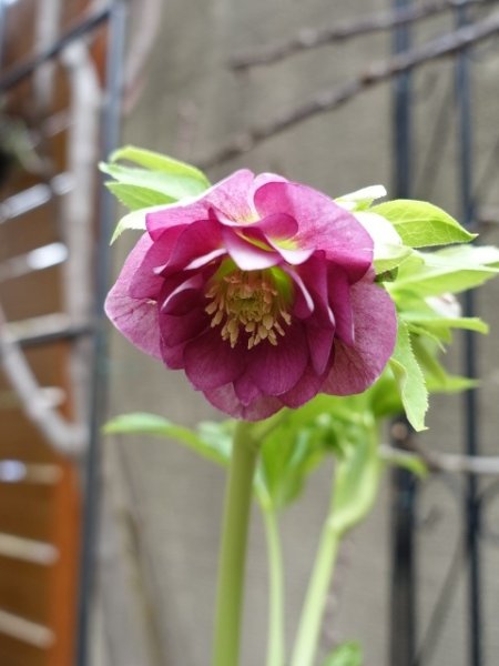 画像15: 【sale!!】高正園　dd　スモーキーピンク　リバーシブル　花付き良し (15)