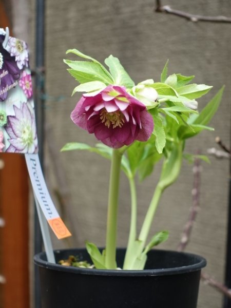 画像16: 【sale!!】高正園　dd　スモーキーピンク　リバーシブル　花付き良し (16)